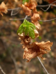 Brand new maple leaves appear beside last season's leaves foliage