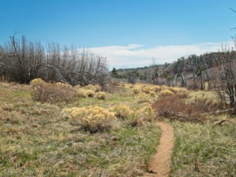 Some pretty golden flowers in Potato Hollow zion national park potato hollow