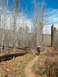 Diane walks beside a stand of aspen trees zion national park potato hollow