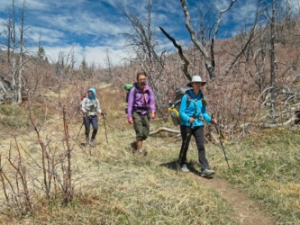This little hollow seems like it would be lovely if it weren't for all of the charred trees zion national park potato hollow