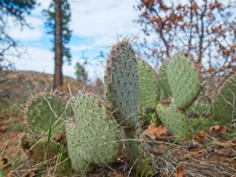 We saw many of these little guys this weekend
