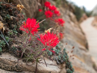 Another beautiful paintbrush specimen growing in the rocks zion national park wildflowers