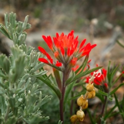 These rough paintbrush (castilleja scabrida) blossoms practically glow zion national park wildflowers