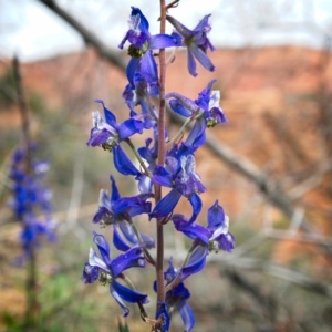 a.k.a. delphinium nuttallianum zion national park wildflowers