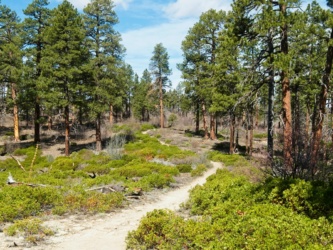 This landscape could easily be southern California zion national park west rim