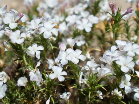 These granite prickly phlox line the trails between the manzanita granite prickly phlox