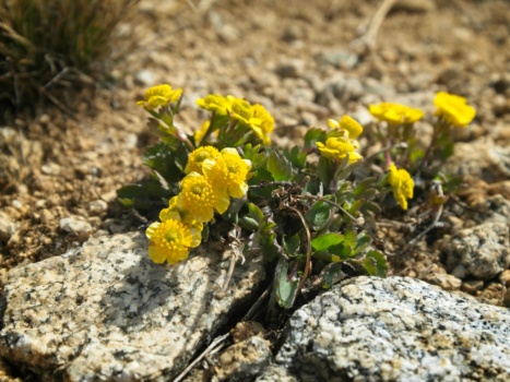 The sandy plateau is dotted with patches of hoary groundsel like this bunch hoary groundsel