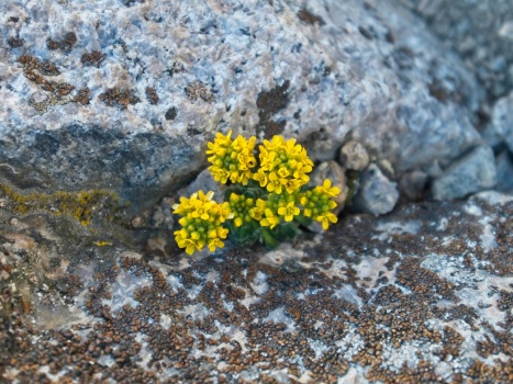 A little boquet of lemmon's draba nestled between some rocks lemmons draba