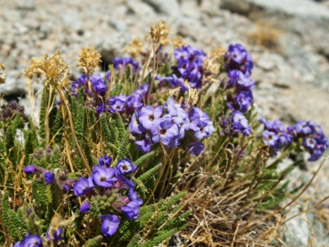 A cluster of polemoniums near the trail polemonium