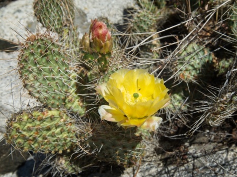 I pass several blooming prickly pear cacti during the descent prickly pear