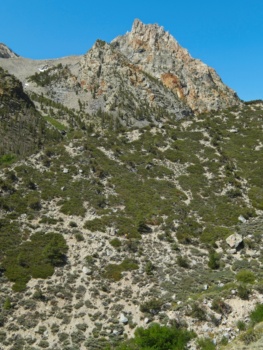 There's very little shade up here - just chaparral for miles shepherd pass trail