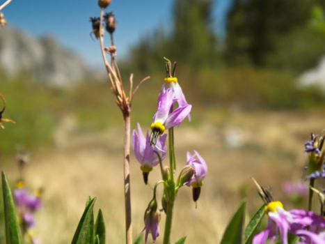 A few shooting stars in the damp meadow next to Anvil Camp shooting star