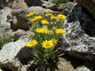 These alpine gold wildflowers line the use trail below Lamarck Col alpine gold