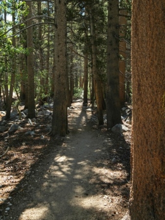 At long last, I'm back among the shade of the trees lamarck lakes trail