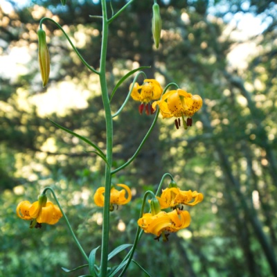 A few Kelley's Lillies beside the trail kelleys lilly