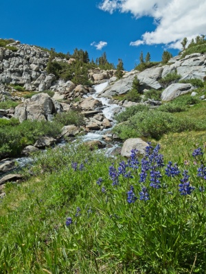 I pause while climbing back to Darwin Bench to capture the cascade and wildflowers darwin bench