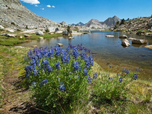 Another gorgeous bouquet of lupine up on Darwin Bench darwin bench
