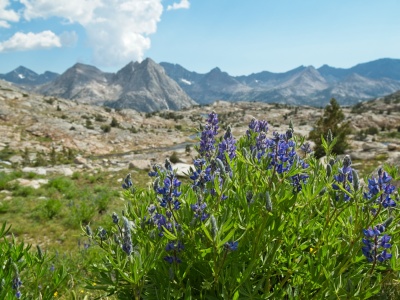 The wildflowers are blooming in full force up here! darwin bench