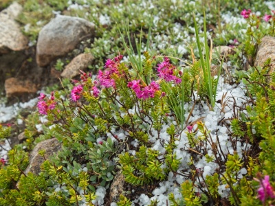 Hail from the thunderstorm and blooming mountain heath mountain heath