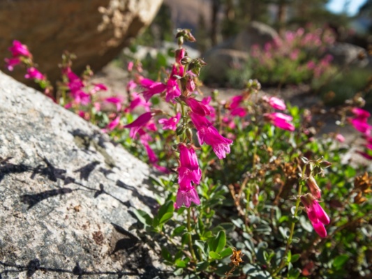 These mountain pride penstemon also line the sunny trail mountain pride penstemon