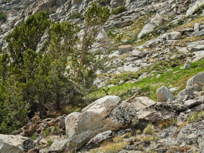 A deer lifts its head as I look around for a campsite deer