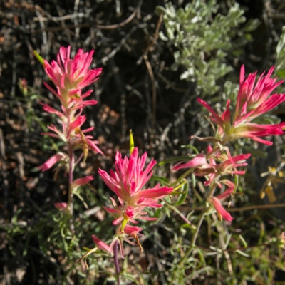 Out in the sun, bright pink paintbrush thrives paintbrush wildflower