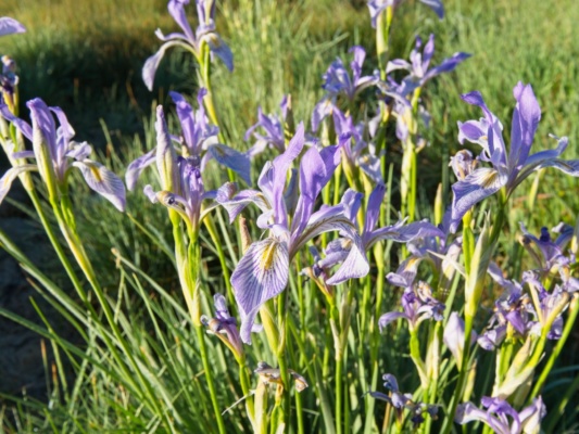 Rocky mountain irises beside the road to the trailhead rocky mountain iris