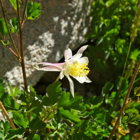 One of the most beautiful wildflowers out here, the sierra columbine sierra columbine