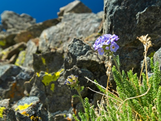 Some polemoniums (a.k.a., sky pilots) growing in the rocks on the north ridge sky pilot
