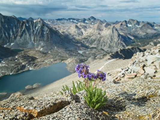 Sky Pilots overlooking Darwin Bench sky pilot polemoniums