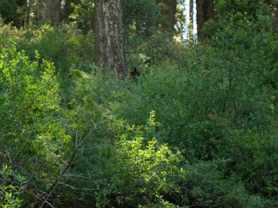 A black bear and her cubs forage in the brush above the trail black bear