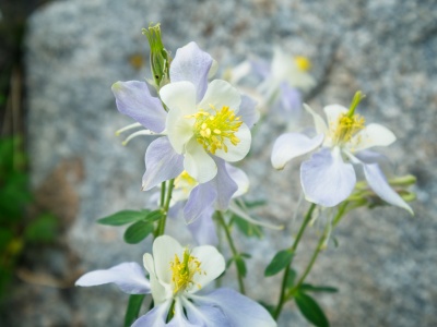 Right beside the yellow columbines, these pale blue ones! wind river range wildflowers