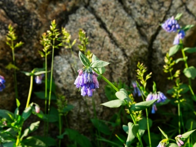 Bluebells wind river range titcomb basin