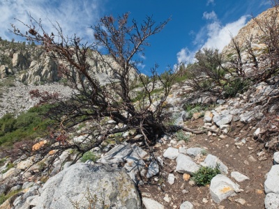 The recent forest fire has left many of the plants scorched red lake trail
