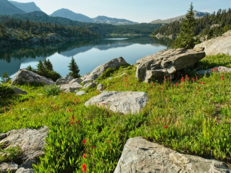 Vibrant indian paintbrush beside the trail wind river range wildflowers