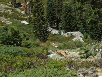We pass a few grazing deer just below Lone Pine Meadow deer