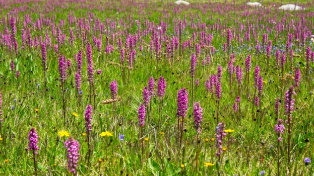 The wildflowers return - I just love the color of these elephants head flowers wind river range wildflowers