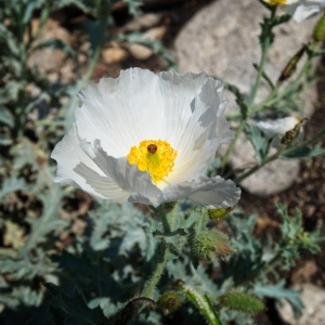 There are hundreds of these flatbud prickly poppies along the trail flatbud prickly poppy