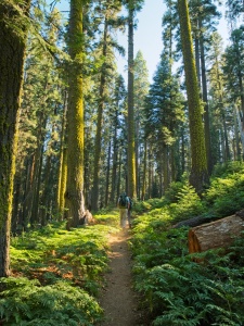 Craig and Kathy stroll through the woods high sierra trail