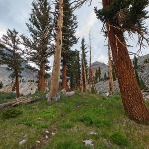 After walking through barren terrain for several hours, it's nice to see some trees and grass up here red lake trail