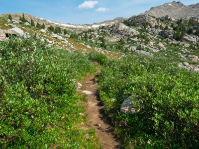 As we near Lester Pass, we find more and more wildflowers wind river range lester pass