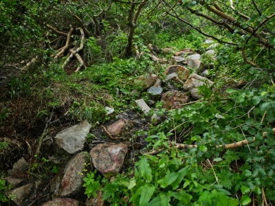 The trail follows a lush creekbed for a few hundred feet red lake trail