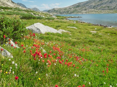More jaw-dropping wildflowers wind river range titcomb basin