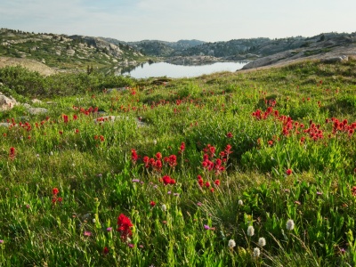 I know this is a lot of wildflower photos - but they're all so pretty! wind river range titcomb basin
