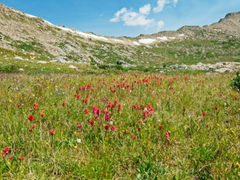 Another meadow full of pretty flowers wind river range wildflowers