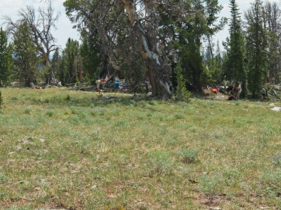 Pack llamas! wind river range