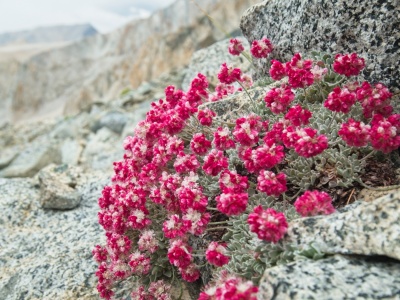 The most colorful bouquet of pussypaws I've ever seen pussypaws