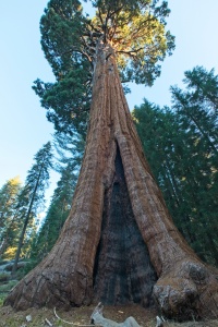 The 2,200-year-old Sentinel Tree sentinel tree