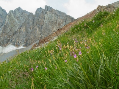 Shooting stars in a lush oasis on the otherwise barren slope shooting stars