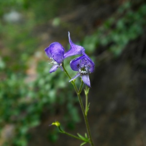 Wildflowers! Sierra larkspur, to be specific sierra larkspur